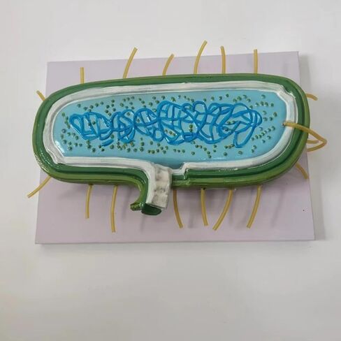 DYNWAVE Anatomy Model, Prokaryotic Bacteria, Cytoplasm Shows Wall, Enlarged Model for Teachers, Biology Class in Saudi Arabia