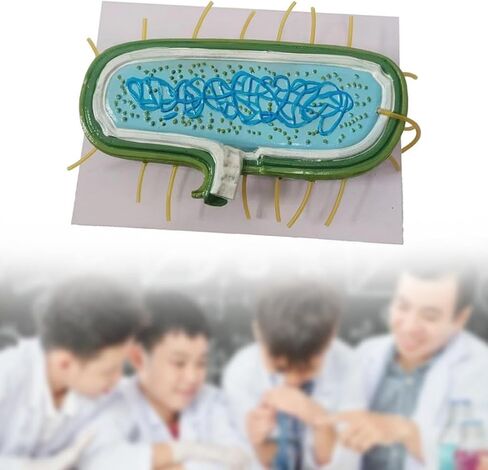 DYNWAVE Anatomy Model, Prokaryotic Bacteria, Cytoplasm Shows Wall, Enlarged Model for Teachers, Biology Class in Saudi Arabia