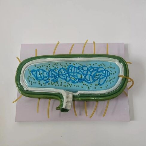 DYNWAVE Anatomy Model, Prokaryotic Bacteria, Cytoplasm Shows Wall, Enlarged Model for Teachers, Biology Class in Saudi Arabia