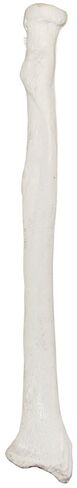 Axis Scientific Radius Bone Model | Left | Cast from a Real Human Radius Bone l Forearm Bone Model Has Realistic Texture and Important Bony Landmarks | Includes Product Manual in Saudi Arabia