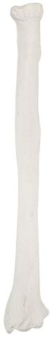 Axis Scientific Radius Bone Model | Left | Cast from a Real Human Radius Bone l Forearm Bone Model Has Realistic Texture and Important Bony Landmarks | Includes Product Manual in Saudi Arabia
