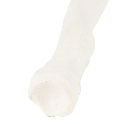 Axis Scientific Radius Bone Model | Left | Cast from a Real Human Radius Bone l Forearm Bone Model Has Realistic Texture and Important Bony Landmarks | Includes Product Manual in Saudi Arabia