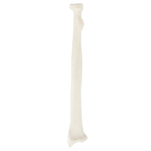 Axis Scientific Radius Bone Model | Left | Cast from a Real Human Radius Bone l Forearm Bone Model Has Realistic Texture and Important Bony Landmarks | Includes Product Manual in Saudi Arabia