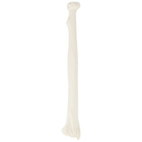 Axis Scientific Radius Bone Model | Left | Cast from a Real Human Radius Bone l Forearm Bone Model Has Realistic Texture and Important Bony Landmarks | Includes Product Manual in Saudi Arabia