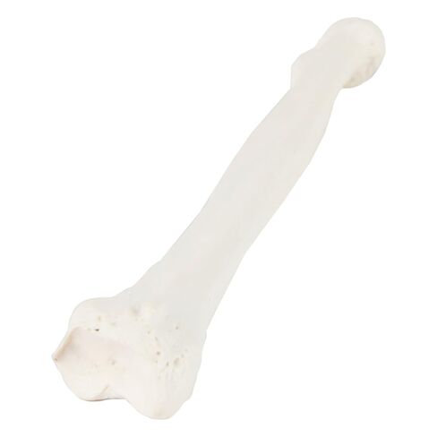 Axis Scientific Radius Bone Model | Left | Cast from a Real Human Radius Bone l Forearm Bone Model Has Realistic Texture and Important Bony Landmarks | Includes Product Manual in Saudi Arabia