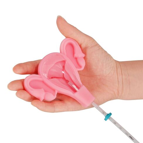 SimCoach IUD Insertion Training Model, Female Intrauterine Contraceptive Device Simulator Trainer in Kuwait