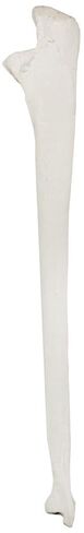 Axis Scientific Left Ulna Bone Model – Life-Size Forearm Replica with Realistic Texture and Key Bony Landmarks | Cast from Real Human Ulna | Includes Manual in Saudi Arabia