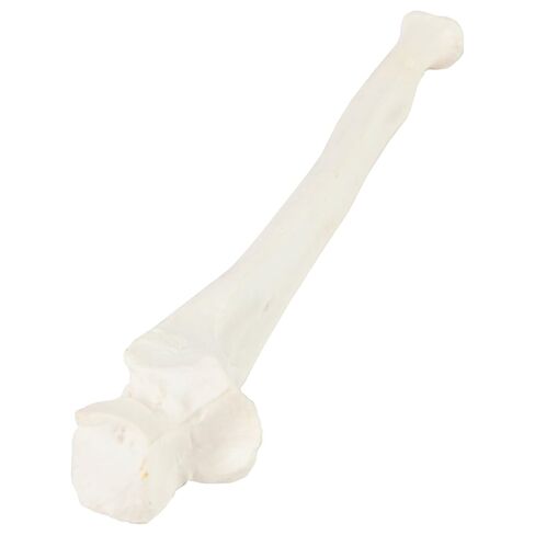 Axis Scientific Left Ulna Bone Model – Life-Size Forearm Replica with Realistic Texture and Key Bony Landmarks | Cast from Real Human Ulna | Includes Manual in Saudi Arabia