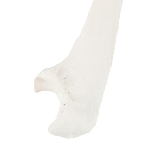 Axis Scientific Left Ulna Bone Model – Life-Size Forearm Replica with Realistic Texture and Key Bony Landmarks | Cast from Real Human Ulna | Includes Manual in Saudi Arabia