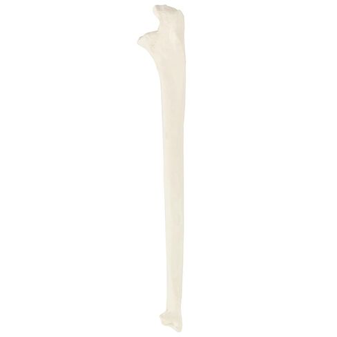 Axis Scientific Left Ulna Bone Model – Life-Size Forearm Replica with Realistic Texture and Key Bony Landmarks | Cast from Real Human Ulna | Includes Manual in Saudi Arabia