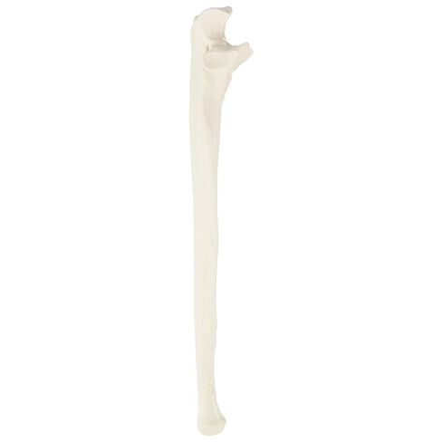 Axis Scientific Left Ulna Bone Model – Life-Size Forearm Replica with Realistic Texture and Key Bony Landmarks | Cast from Real Human Ulna | Includes Manual in Saudi Arabia
