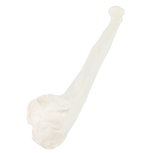 Axis Scientific Left Ulna Bone Model – Life-Size Forearm Replica with Realistic Texture and Key Bony Landmarks | Cast from Real Human Ulna | Includes Manual in Saudi Arabia