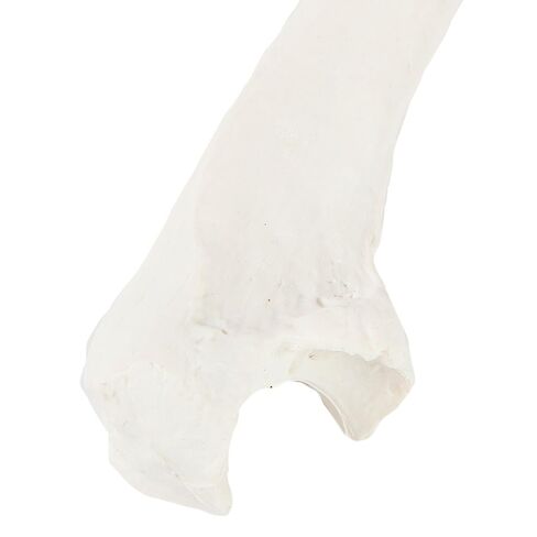 Axis Scientific Left Ulna Bone Model – Life-Size Forearm Replica with Realistic Texture and Key Bony Landmarks | Cast from Real Human Ulna | Includes Manual in Saudi Arabia