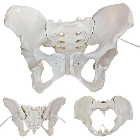 Life-Size Female Pelvic Anatomy Model with Elastic Bands – Flexible Female Pelvis Model On Elastic for Medical Education, Obstetrics, and Patient Communication in Kuwait
