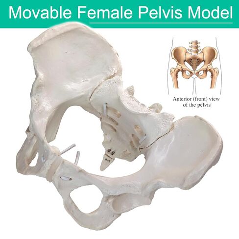 Life-Size Female Pelvic Anatomy Model with Elastic Bands – Flexible Female Pelvis Model On Elastic for Medical Education, Obstetrics, and Patient Communication in Kuwait