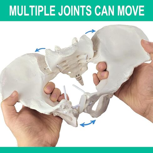 Life-Size Female Pelvic Anatomy Model with Elastic Bands – Flexible Female Pelvis Model On Elastic for Medical Education, Obstetrics, and Patient Communication in Kuwait