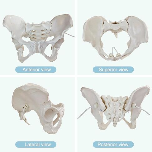 Life-Size Female Pelvic Anatomy Model with Elastic Bands – Flexible Female Pelvis Model On Elastic for Medical Education, Obstetrics, and Patient Communication in Kuwait