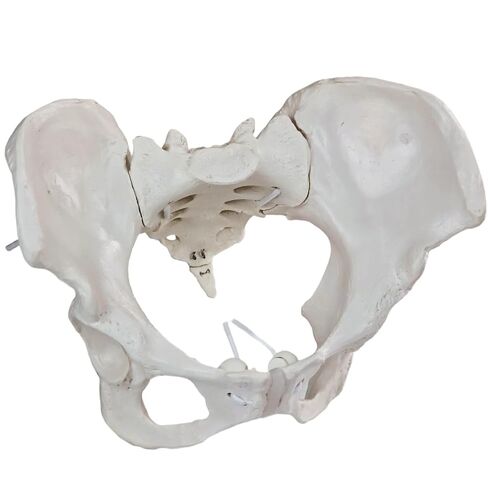 Life-Size Female Pelvic Anatomy Model with Elastic Bands – Flexible Female Pelvis Model On Elastic for Medical Education, Obstetrics, and Patient Communication in Kuwait