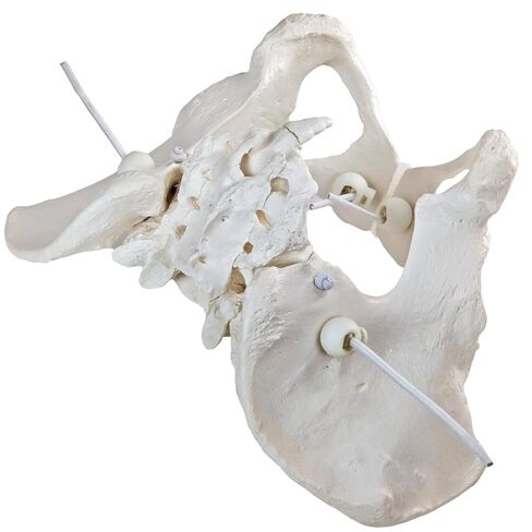 Life-Size Female Pelvic Anatomy Model with Elastic Bands – Flexible Female Pelvis Model On Elastic for Medical Education, Obstetrics, and Patient Communication in Kuwait