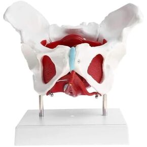 Female Pelvic Floor Muscle Model Kit Laboratory Supplies School Learning Tools in Saudi Arabia