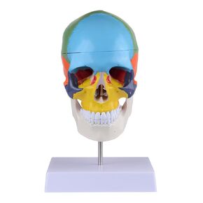 Human Life-Size Colorful Skull Head Anatomical Model with Cervical Vertebrae Nerve Removable Head Model in Kuwait