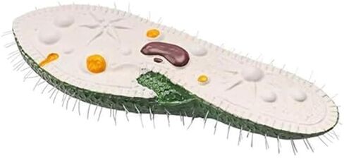 Single Celled Animals Paramecium Model,Biological Education Equipment Teaching Resource Anatomy in Saudi Arabia