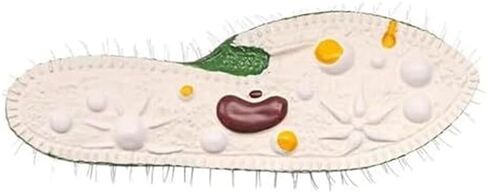 Single Celled Animals Paramecium Model,Biological Education Equipment Teaching Resource Anatomy in Saudi Arabia