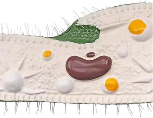 Single Celled Animals Paramecium Model,Biological Education Equipment Teaching Resource Anatomy in Saudi Arabia