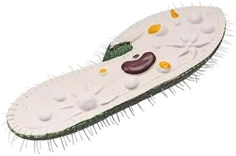 Single Celled Animals Paramecium Model,Biological Education Equipment Teaching Resource Anatomy in Saudi Arabia