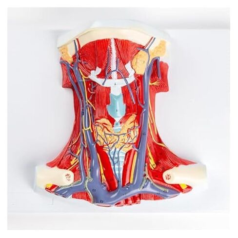 Life-Size Anatomy Model of The Anterior Neck Muscle Regional for Medical Science in Saudi Arabia