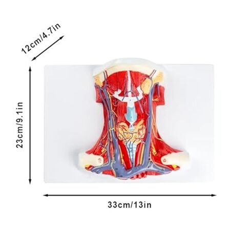 Life-Size Anatomy Model of The Anterior Neck Muscle Regional for Medical Science in Saudi Arabia