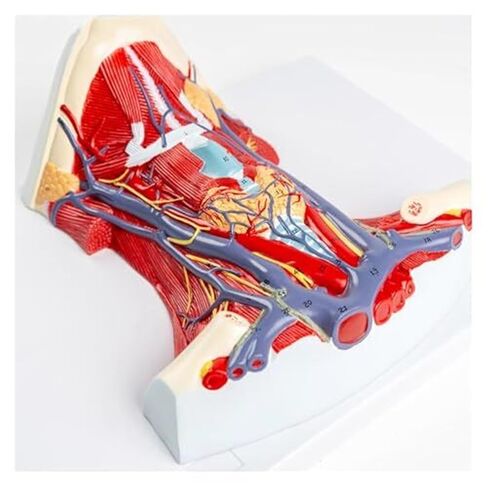 Life-Size Anatomy Model of The Anterior Neck Muscle Regional for Medical Science in Saudi Arabia