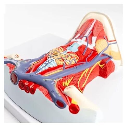 Life-Size Anatomy Model of The Anterior Neck Muscle Regional for Medical Science in Saudi Arabia