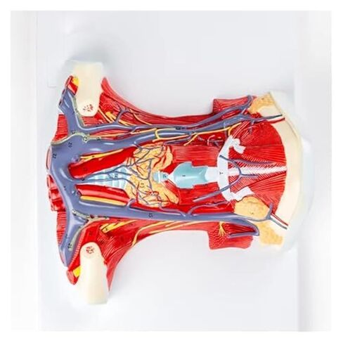 Life-Size Anatomy Model of The Anterior Neck Muscle Regional for Medical Science in Saudi Arabia