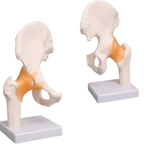 Hip Joint Pelvic Ligament, 1:1 High-Quality Medical Skeletal Anatomical Model in Saudi Arabia