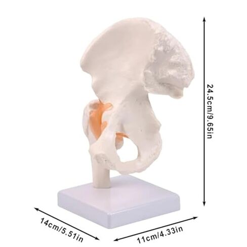 Hip Joint Pelvic Ligament, 1:1 High-Quality Medical Skeletal Anatomical Model in Saudi Arabia