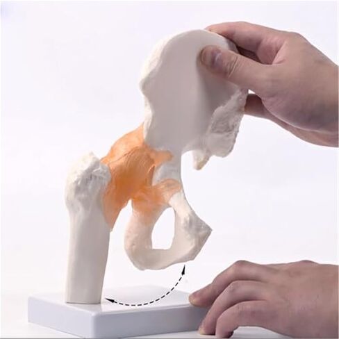 Hip Joint Pelvic Ligament, 1:1 High-Quality Medical Skeletal Anatomical Model in Saudi Arabia