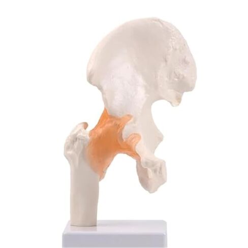 Hip Joint Pelvic Ligament, 1:1 High-Quality Medical Skeletal Anatomical Model in Saudi Arabia