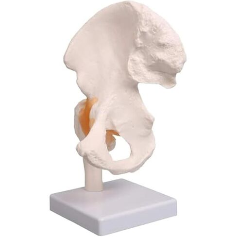Hip Joint Pelvic Ligament, 1:1 High-Quality Medical Skeletal Anatomical Model in Saudi Arabia