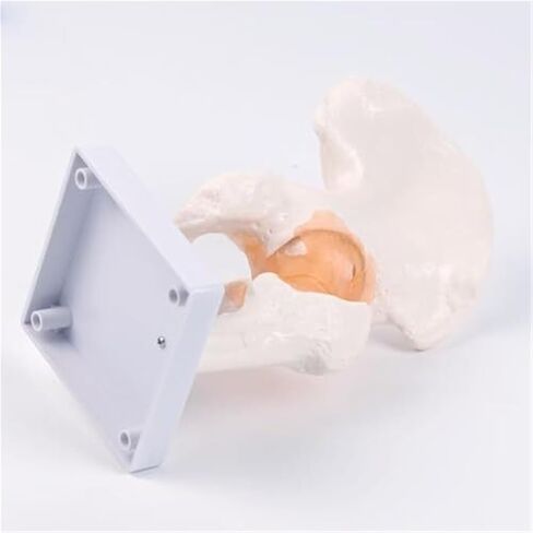 Hip Joint Pelvic Ligament, 1:1 High-Quality Medical Skeletal Anatomical Model in Saudi Arabia