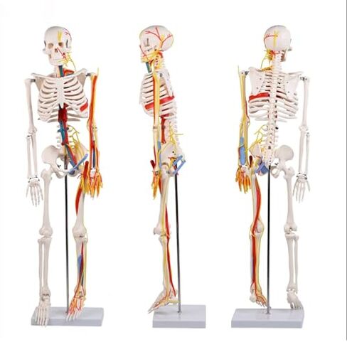 85cm Human Skeleton Model with Nerves Blood Vessels Heart and Brain, Flexible Arms and Legs for Science Lab Classroom in Saudi Arabia