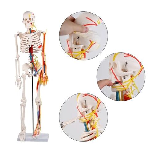 85cm Human Skeleton Model with Nerves Blood Vessels Heart and Brain, Flexible Arms and Legs for Science Lab Classroom in Saudi Arabia