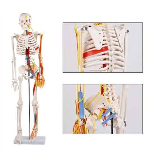 85cm Human Skeleton Model with Nerves Blood Vessels Heart and Brain, Flexible Arms and Legs for Science Lab Classroom in Saudi Arabia