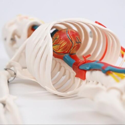 85cm Human Skeleton Model with Nerves Blood Vessels Heart and Brain, Flexible Arms and Legs for Science Lab Classroom in Saudi Arabia