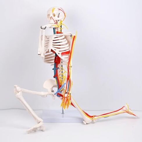 85cm Human Skeleton Model with Nerves Blood Vessels Heart and Brain, Flexible Arms and Legs for Science Lab Classroom in Saudi Arabia