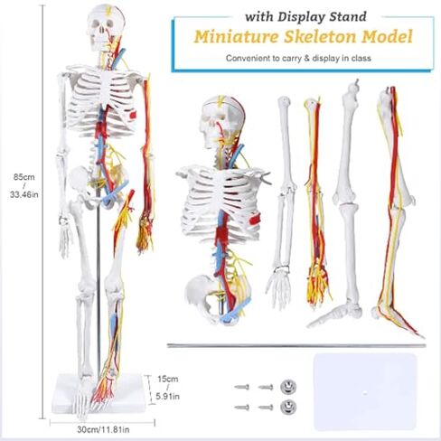 85cm Human Skeleton Model with Nerves Blood Vessels Heart and Brain, Flexible Arms and Legs for Science Lab Classroom in Saudi Arabia