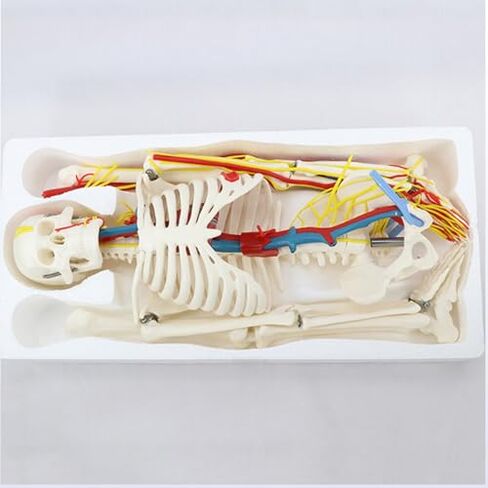 85cm Human Skeleton Model with Nerves Blood Vessels Heart and Brain, Flexible Arms and Legs for Science Lab Classroom in Saudi Arabia