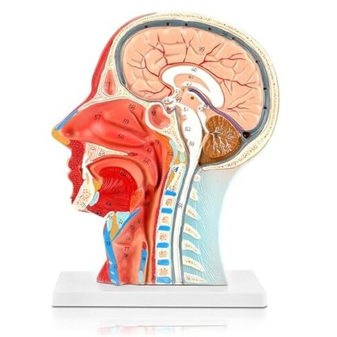 A Human Half Head Neurovascular and Facial Anatomical Medical Model with Muscle Structure in Saudi Arabia