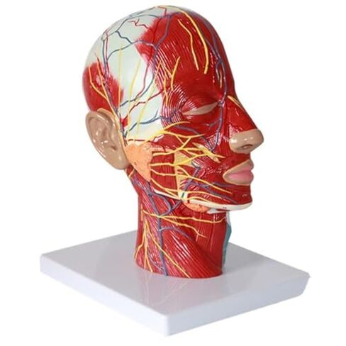 A Human Half Head Neurovascular and Facial Anatomical Medical Model with Muscle Structure in Saudi Arabia