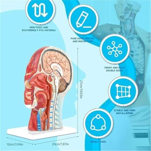 A Human Half Head Neurovascular and Facial Anatomical Medical Model with Muscle Structure in Saudi Arabia